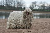 KOMONDOR 149